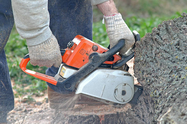 How Our Tree Care Process Works  in  Clarcona, FL